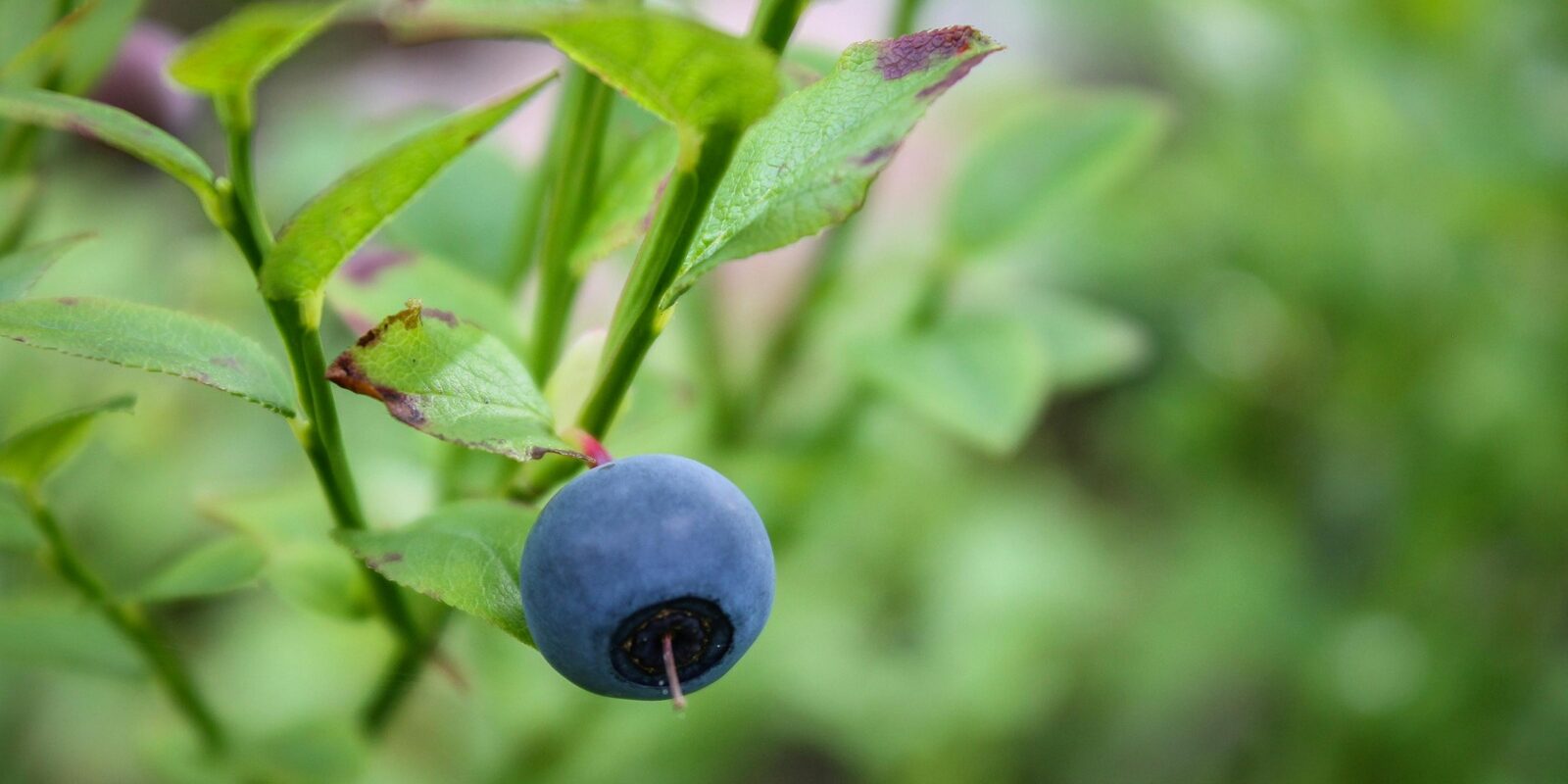 Nutritional Medicine